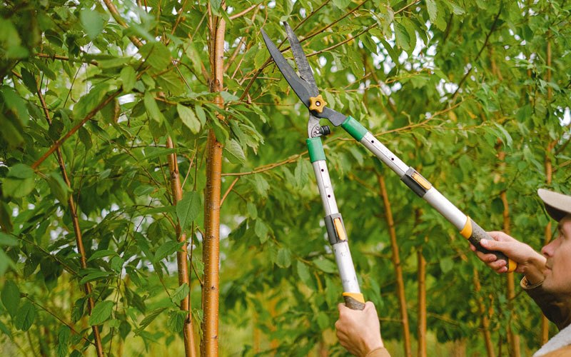 Tree trimming in Little Valley, NY